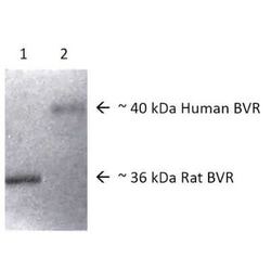 Biliverdin Reductase A/BLVRA Antibody, Novus Biologicals 100 &mu;g | Buy Online | Novus Biologicals | Fisher Scientific